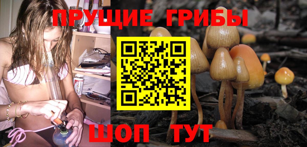 Галлюциногенные грибы Psilocybe Черногорск